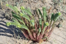 Euphorbia paralias 1767 (*)