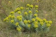 Euphorbia nicaeensis 1825 (*)