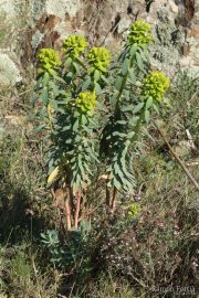 Euphorbia nicaeensis 7532 (*)