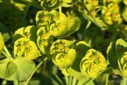 Euphorbia serrata 6649 (*)