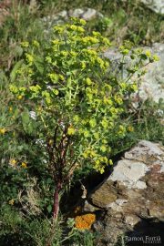 Euphorbia serrata 7537 (*)