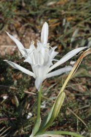 Pancratium maritimum 0296 (*)