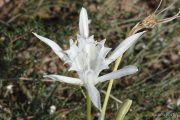 Pancratium maritimum 0297 (*)