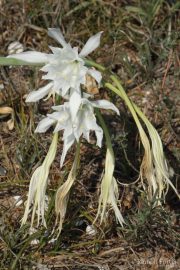 Pancratium maritimum 0298 (*)
