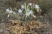 Pancratium maritimum 0304 (*)