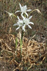 Pancratium maritimum 0306 (*)