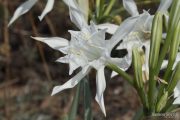 Pancratium maritimum 0312 (*)