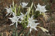 Pancratium maritimum 0313 (*)