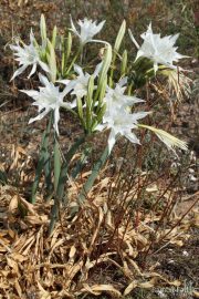 Pancratium maritimum 0315 (*)