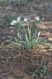 Pancratium maritimum 0319 (*)