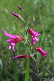 Gladiolus italicus 9516 (*)