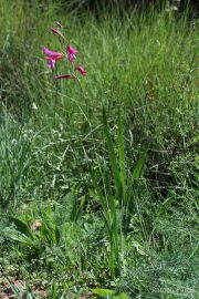Gladiolus italicus 9519 (*)