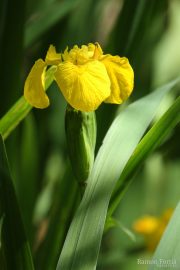 Iris pseudacorus 0319 (*)