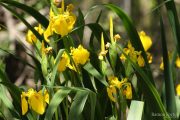 Iris pseudacorus 0324 (*)