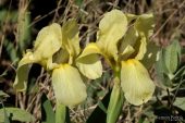 Iris lutescens 4996 (*)