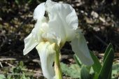 Iris lutescens 5023 (*)