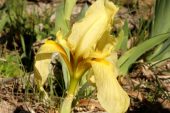 Iris lutescens 5031 (*)