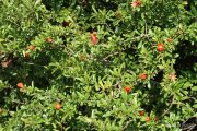 Punica granatum 9765 (*)