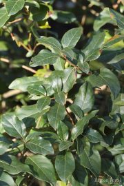 Viburnum tinus 0319 (*)