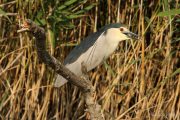 Nycticorax nycticorax 4615 (**)