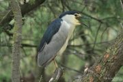 Nycticorax nycticorax 6880 (**)