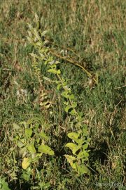 Mentha suaveolens 0532 (*)