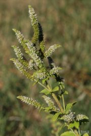 Mentha suaveolens 0533 (*)