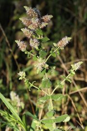 Mentha suaveolens 0534 (*)