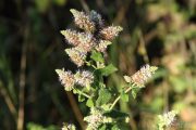 Mentha suaveolens 0535 (*)
