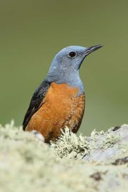 Monticola saxatilis 3843 (****)