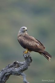 Milvus migrans 4287 (***)