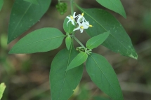 Solanum chenopodioides 0873 (*)