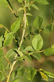 Ulmus minor 6604 (*)
