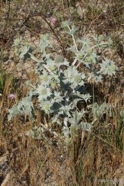 Eryngium maritimum 0026 (*)