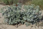 Eryngium maritimum 0034 (*)