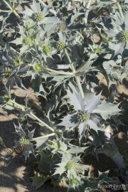 Eryngium maritimum 0038 (*)