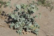 Eryngium maritimum 0058 (*)