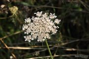 Daucus carota 1243 (*)