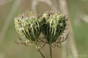 Daucus carota 1257 (*)