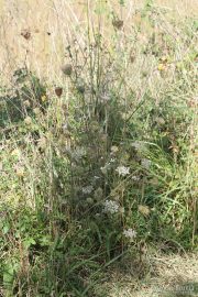 Daucus carota 1258 (*)