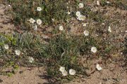 Helianthemum apenninum 1705 (*)