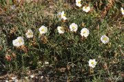 Helianthemum apenninum 1715 (*)