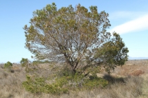 Pinus halepensis 0270 (*)