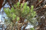 Pinus pinea 0155 (*)