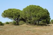 Pinus pinea 0301 (*)