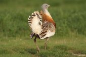 Otis tarda 8375 (***)