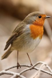 Erithacus rubecula 4222 (**)