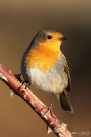 Erithacus rubecula 5159 (**)
