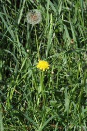 Taraxacum officinale 8829 (*)
