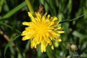 Taraxacum officinale 8831 (*)